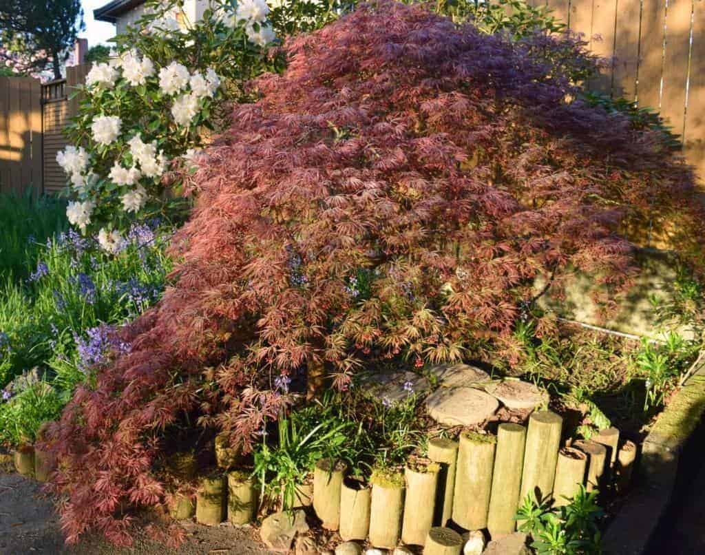 How to Prune Japanese Maple Trees - The Handyman's Daughter