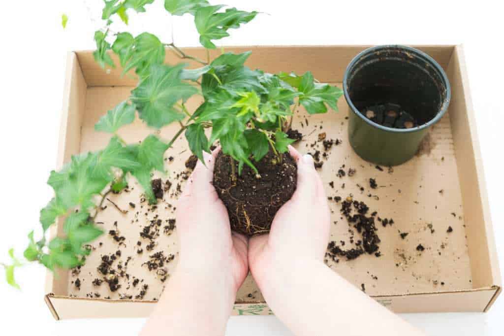 tiny balls in potting soil