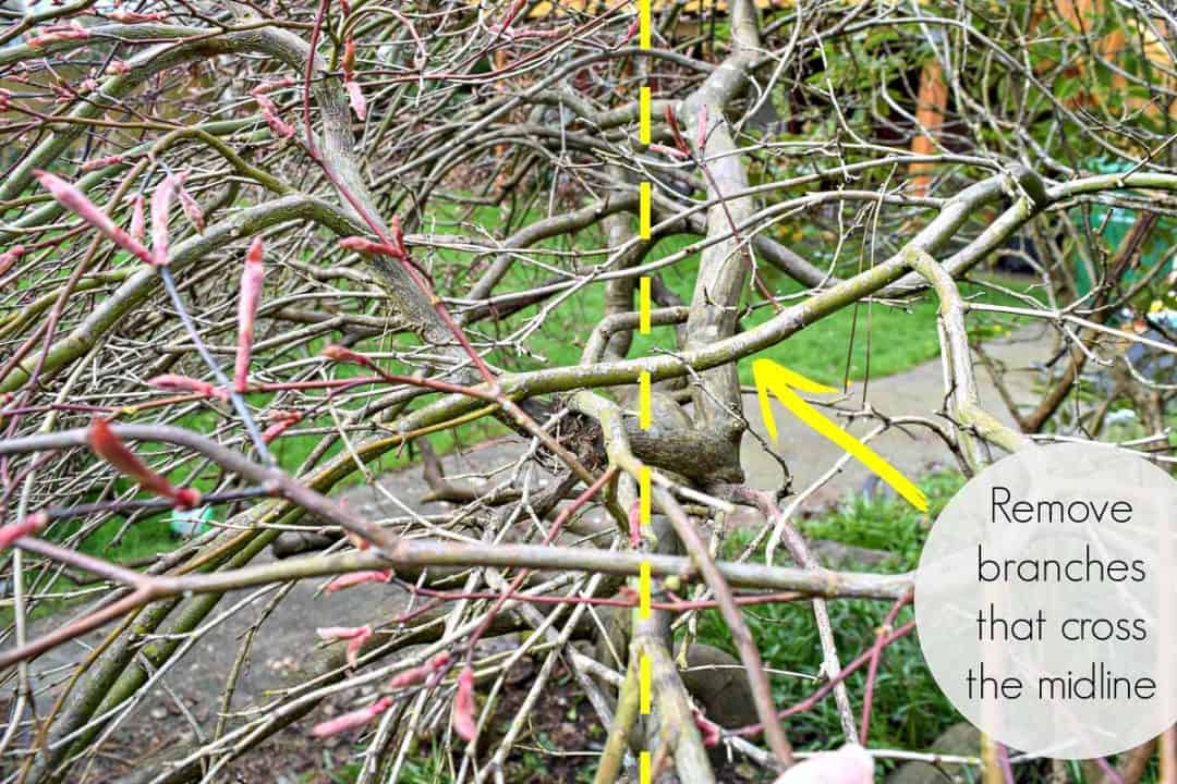 How To Prune Japanese Maple Trees The Handymans Daughter 