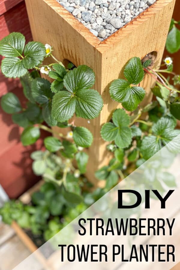 DIY Strawberry Planter [with plans!] - The Handyman's Daughter