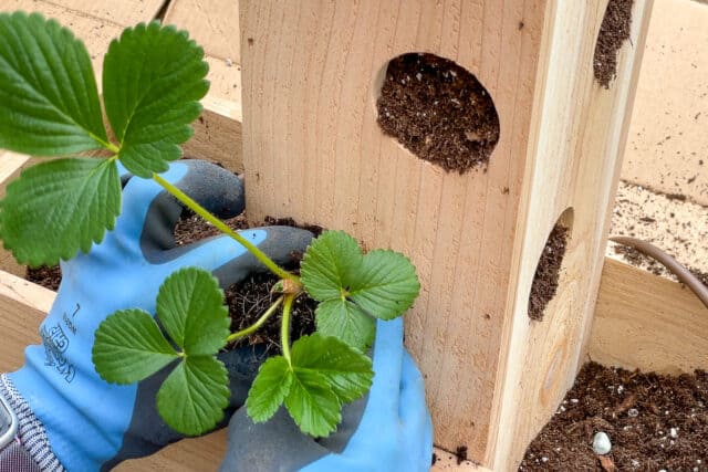 DIY Strawberry Planter [with plans!] - The Handyman's Daughter