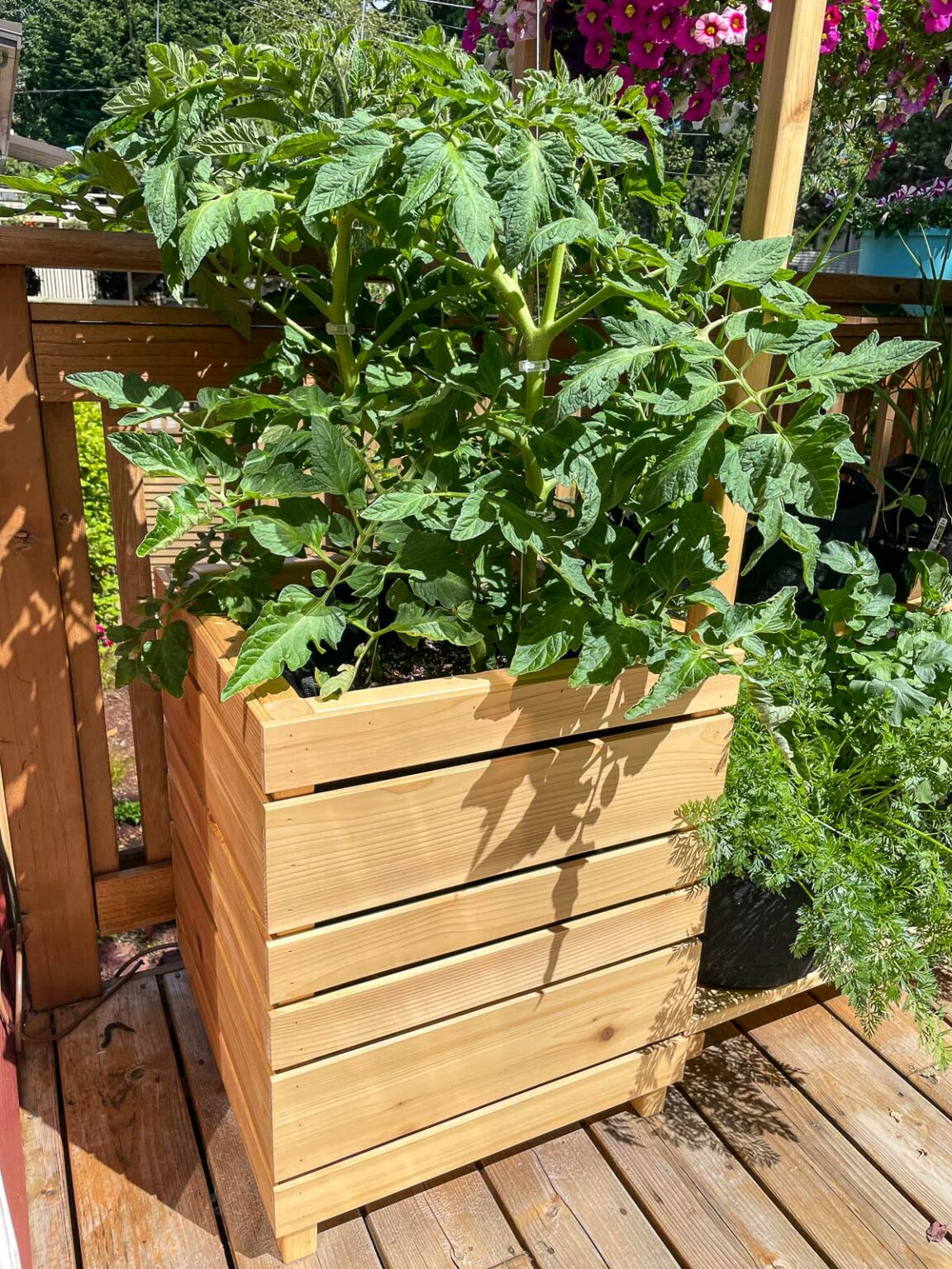 diy-wooden-tomato-cage-for-pots-the-handyman-s-daughter