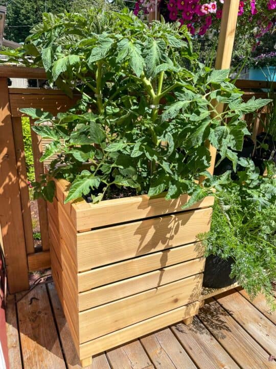 DIY Wooden Tomato Cage for Pots - The Handyman's Daughter