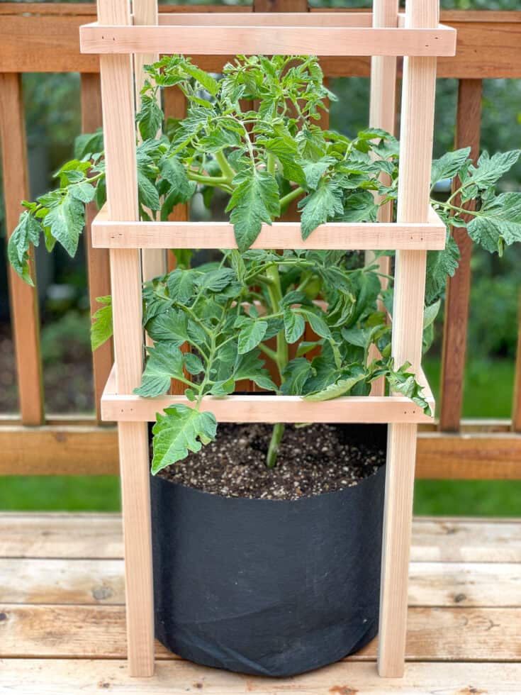 DIY Tomato Cage With FREE Plans The Handyman S Daughter   Diy Tomato Cage Final Vertical 2 735x980 