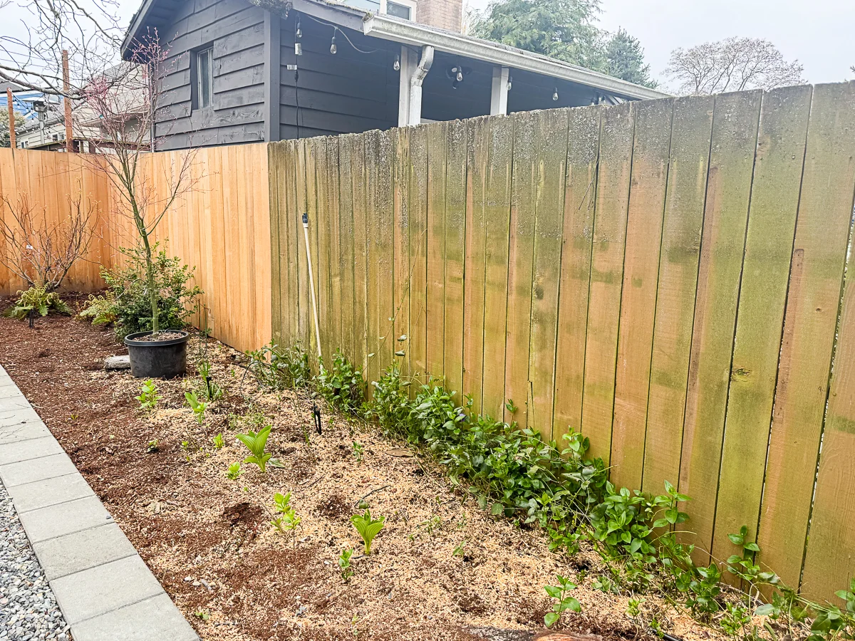 new and old fence panels in backyard