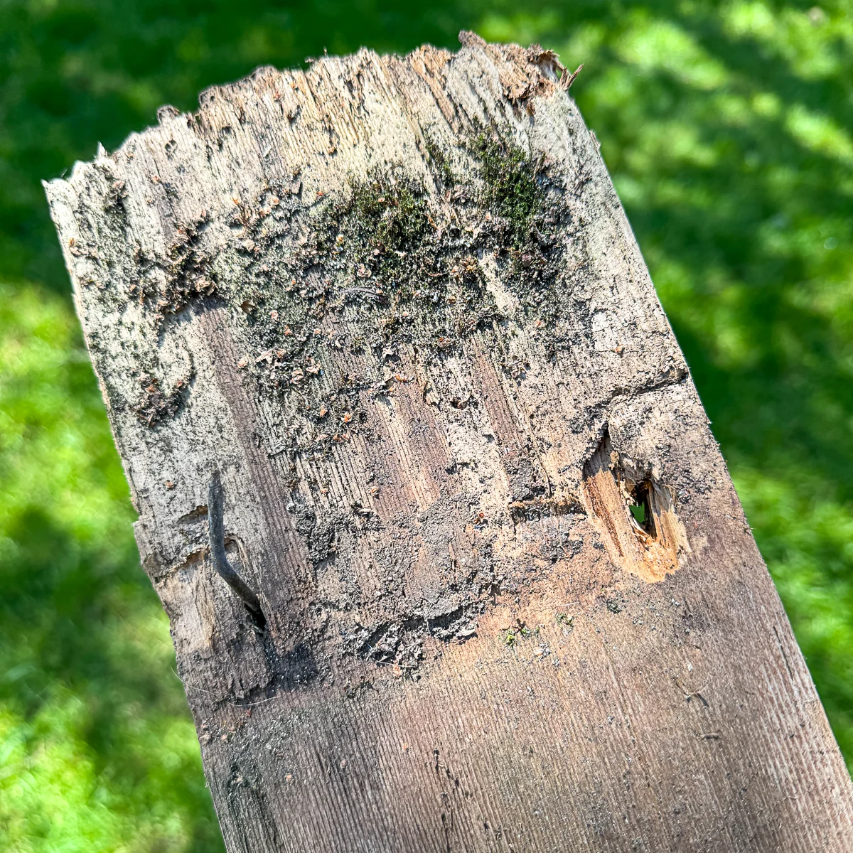 rotted end of fence panel with hole where nail pulled through