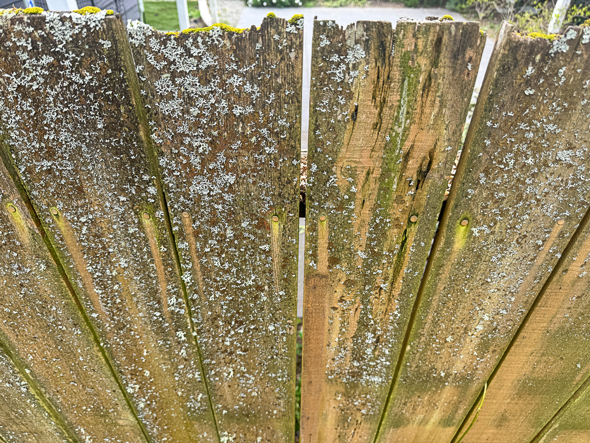old fence with mildew, moss and lichen growing on it