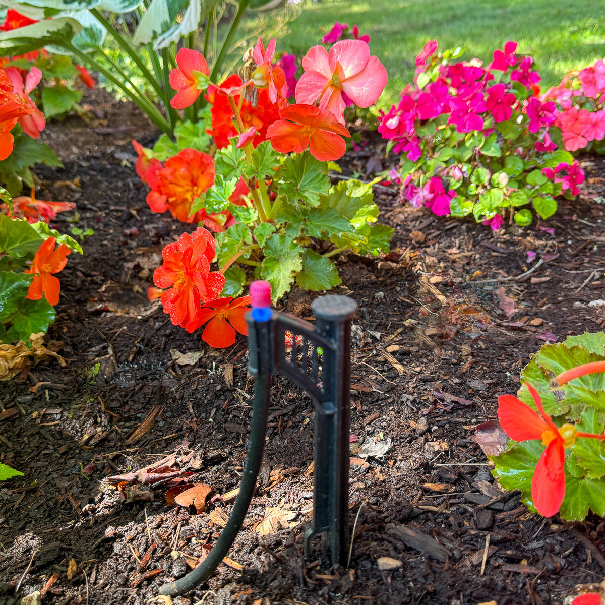 micro sprayer attached to drip irrigation system