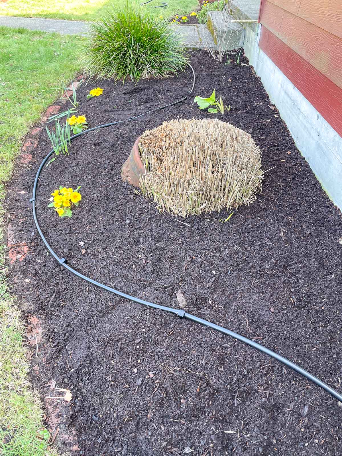 ½" drip irrigation supply line through garden bed