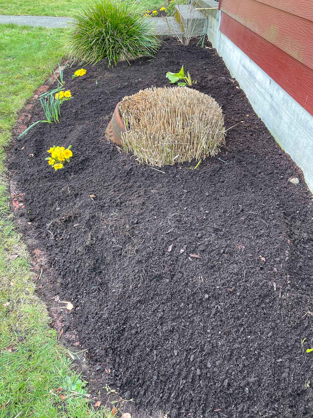 drip irrigation hidden under mulch