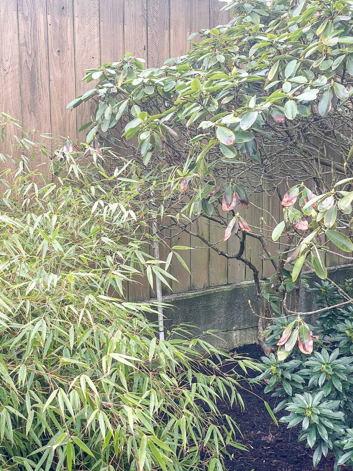 in-ground sprinkler system with tall riser blocked by plants